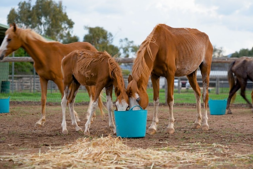 A skinny bay mare and foal eat out of the same blue bucket.