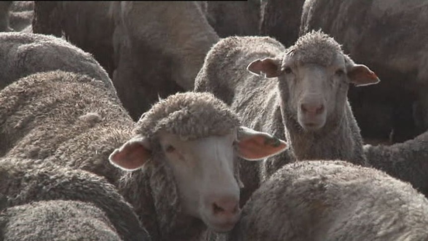 Live export to Iran one step closer.