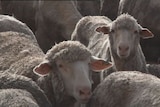 Live export to Iran one step closer.