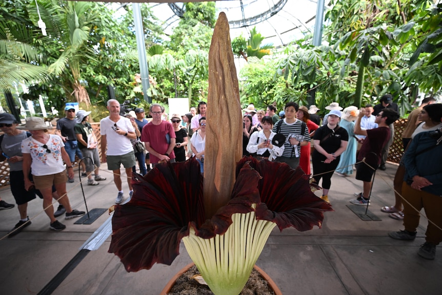 People gather around a huge flower with ruffles leaves around a tall central spike.