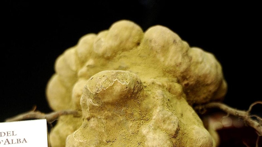 An official displays a 900 grams white truffle that was auctioned for 105,000 euros