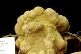 An official displays a 900 grams white truffle that was auctioned for 105,000 euros