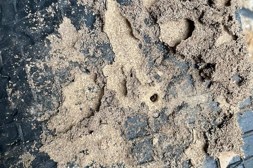 Termite tracks in the sandy soil under a rubber mat.