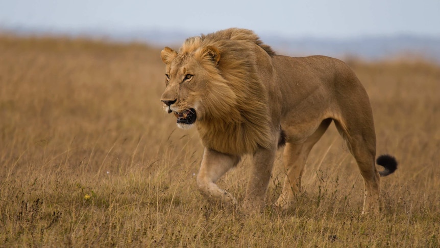 A male lion stalks through grassland, with its mouth open and one of its front paws raised slightly.