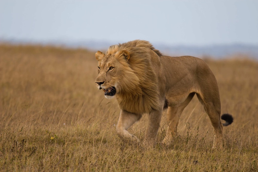 A male lion stalks through grassland, with its mouth open and one of its front paws raised slightly.