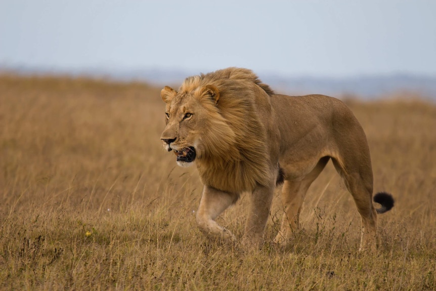 Male lion generic Africa