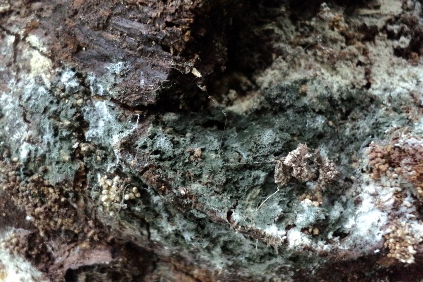 A deep green-blue mould growing on a tree trunk