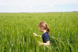 A girl waist deep in a field of green wheat