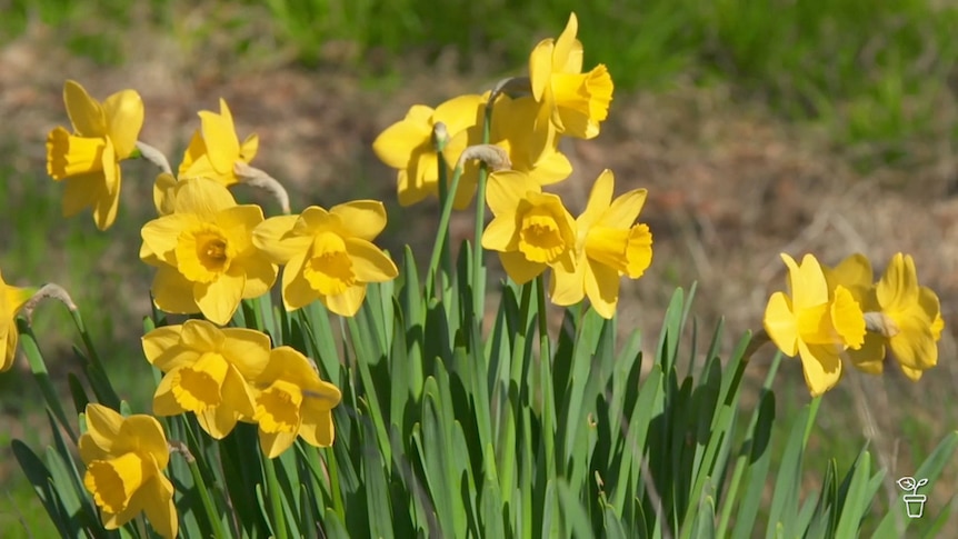 Close up image of yellow daffodil flowers.