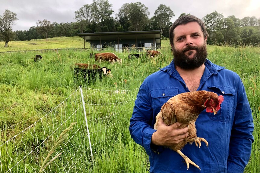 A farmer in a field holding a chicken with cattle grazing in the background.