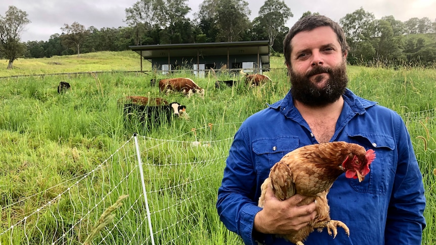 A farmer in a field holding a chicken with cattle grazing in the background.