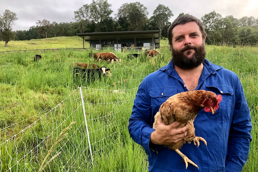 A farmer in a field holding a chicken with cattle grazing in the background.