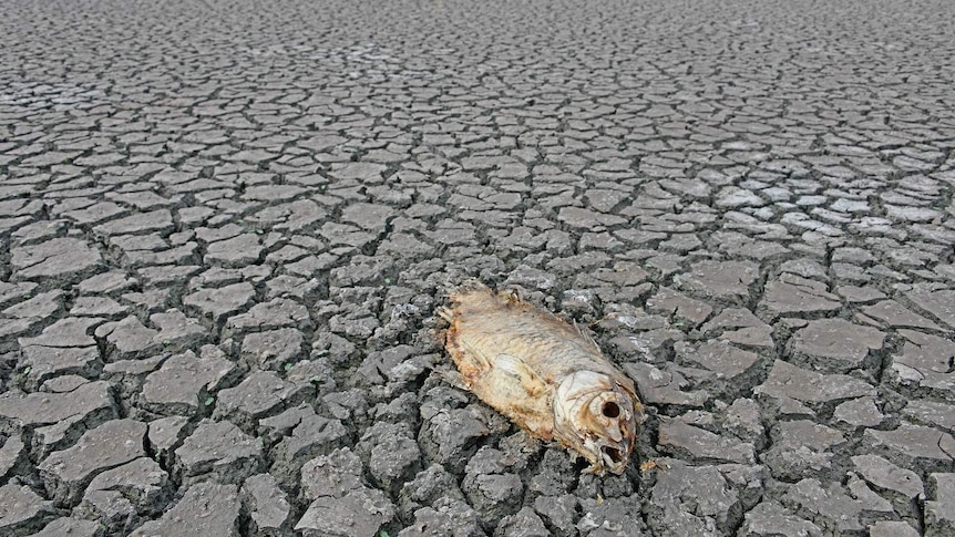 Dead dried out fish on a dried out lake bed.