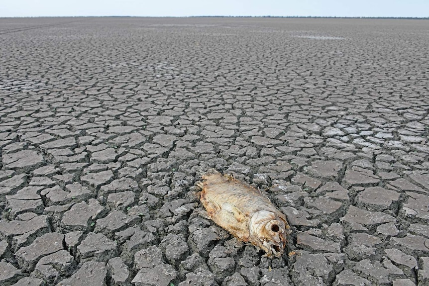 A single dead fish lies on a vast, cracked plain that used to be a lake.