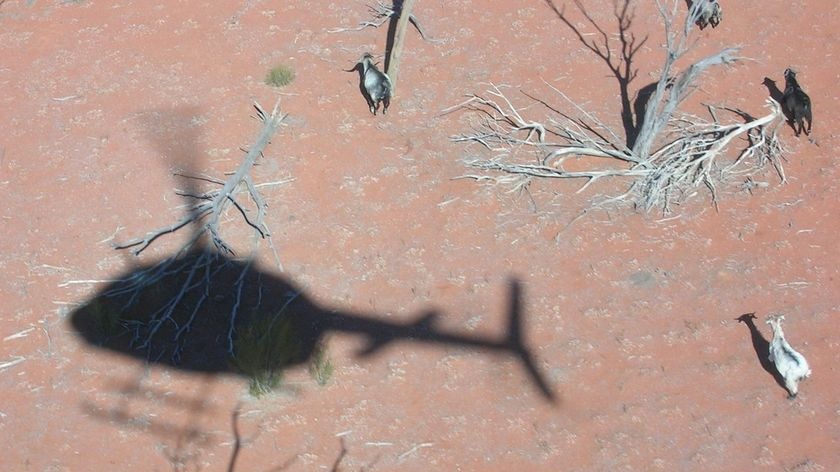 Feral goat cull for Flinders Ranges this week (file photo)