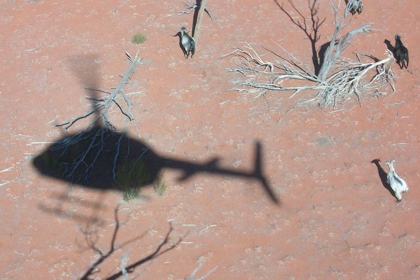 The shadow of a helicopter on the ground near some feral goats and dead trees.