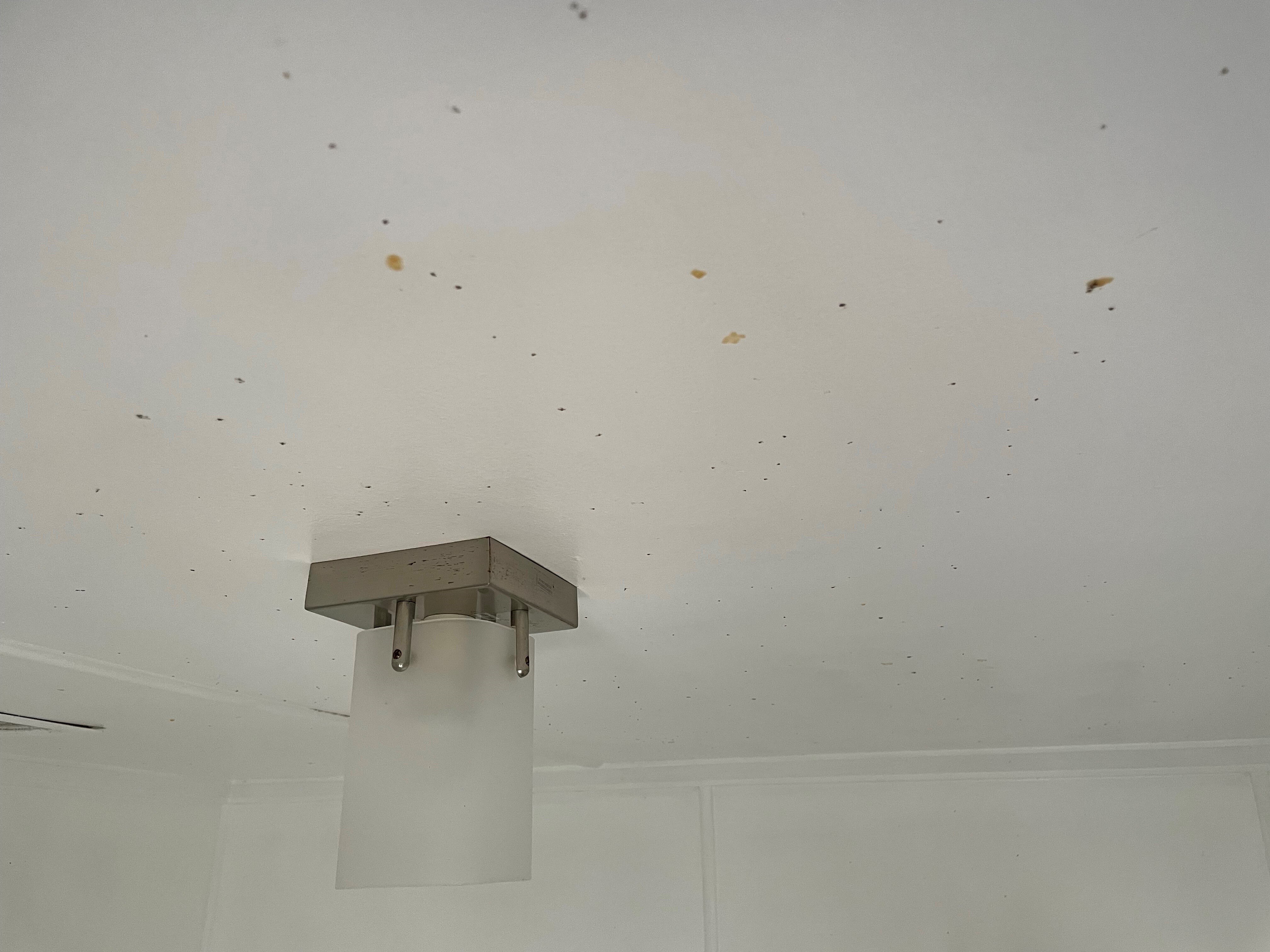 Spots of mould on a bathroom roof.