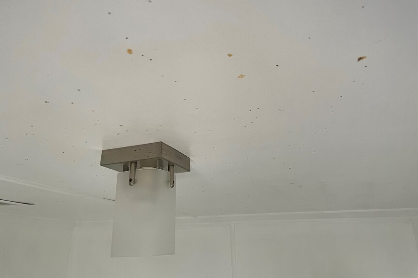 Spots of mould on a bathroom roof.
