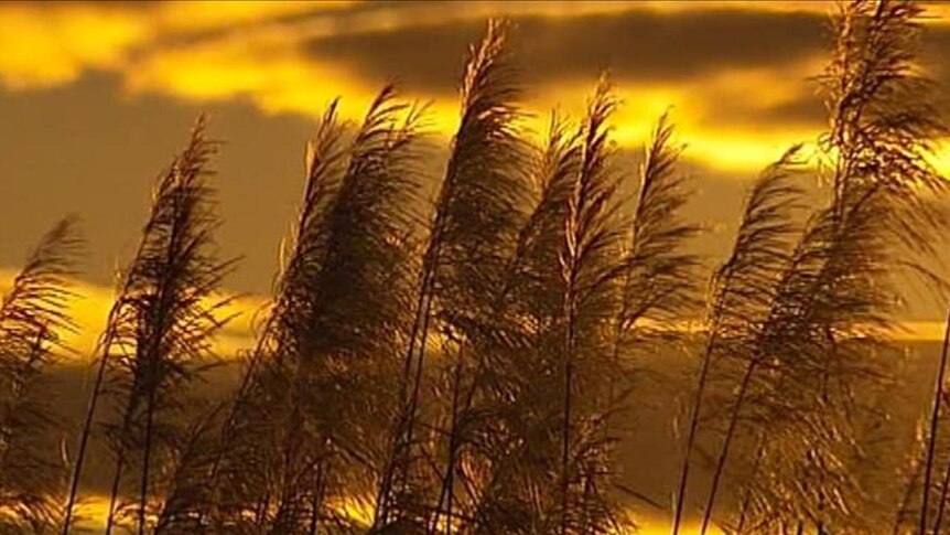 Generic TV still of top of golden sugar cane tops in crop field with sunset backdrop in Qld.