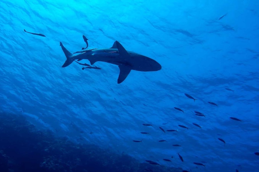 Shark swimming with smaller fish, seen from below.