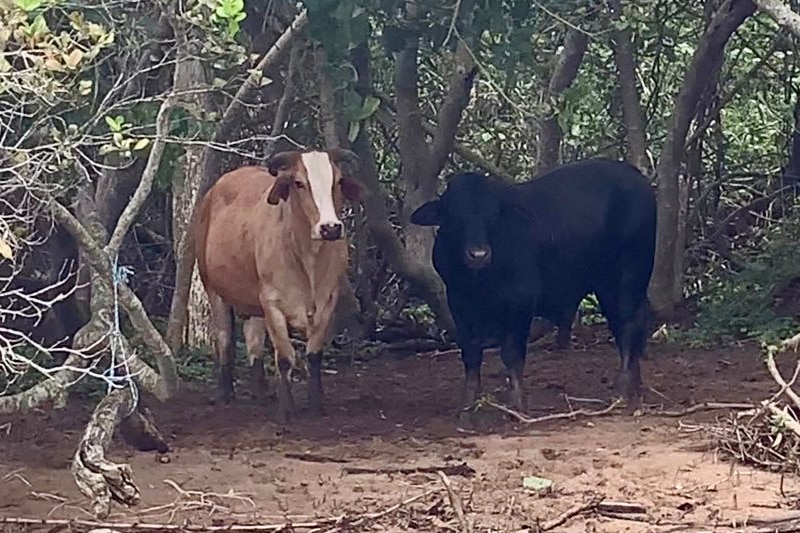 A light brown cow with a white face stands next to a black bull on an island.