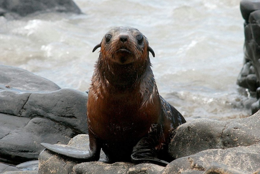 A wet seal pup sits on the rocks looking directly at the camera.