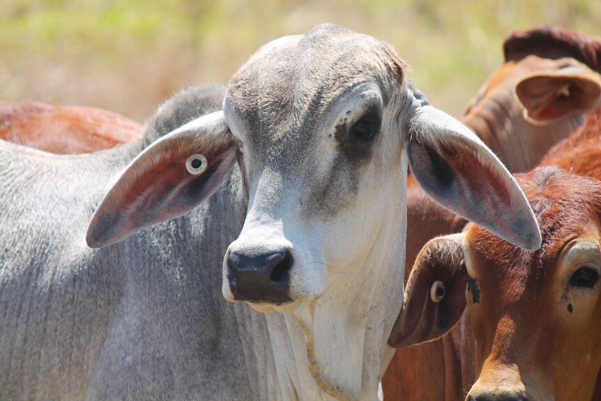 A grey and white coloured Brahman cow is pictured.