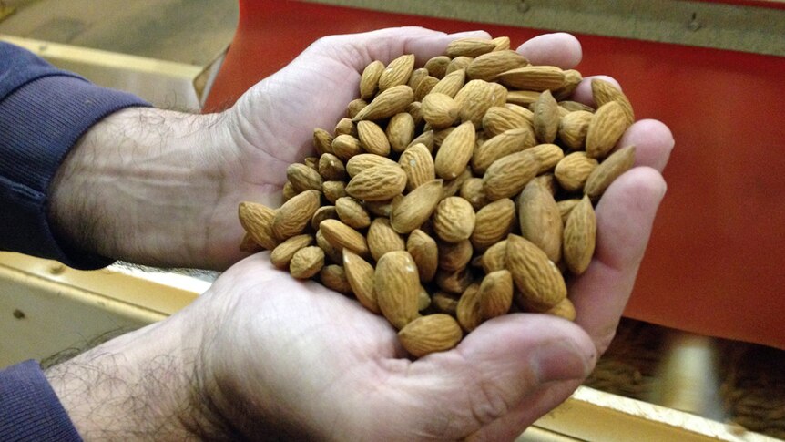 Dry climate ideal for growing almonds