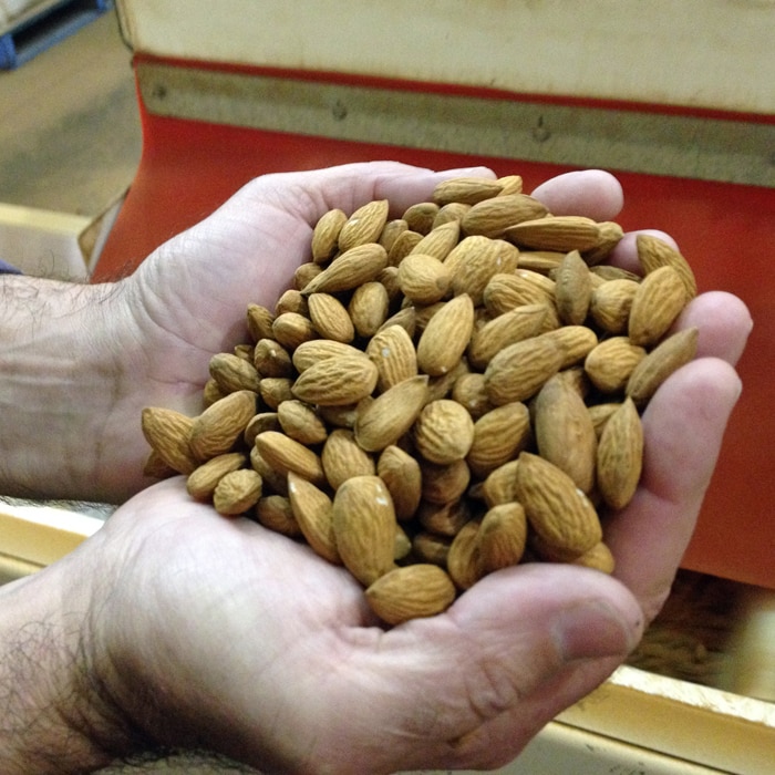 A man holds almonds in his hands.