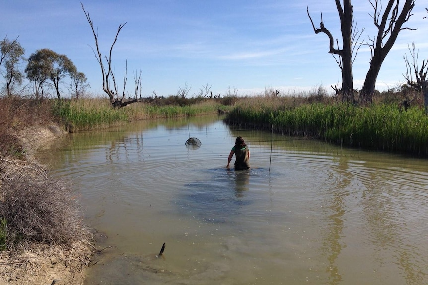 Katarapko floodplain