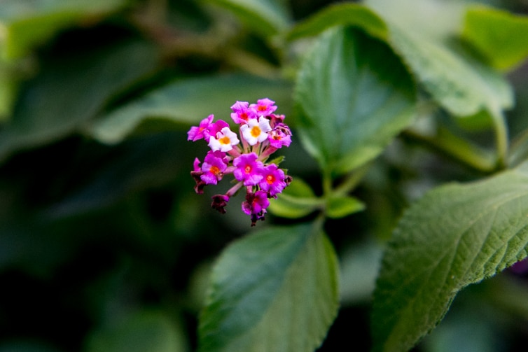 A small lantana flower against a green backdrop.