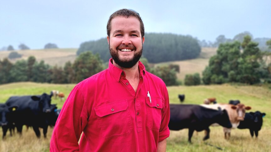 Young man in bright fuchsia shirt stands with hand on hips in front of beef cattle and rolling green paddocks. 