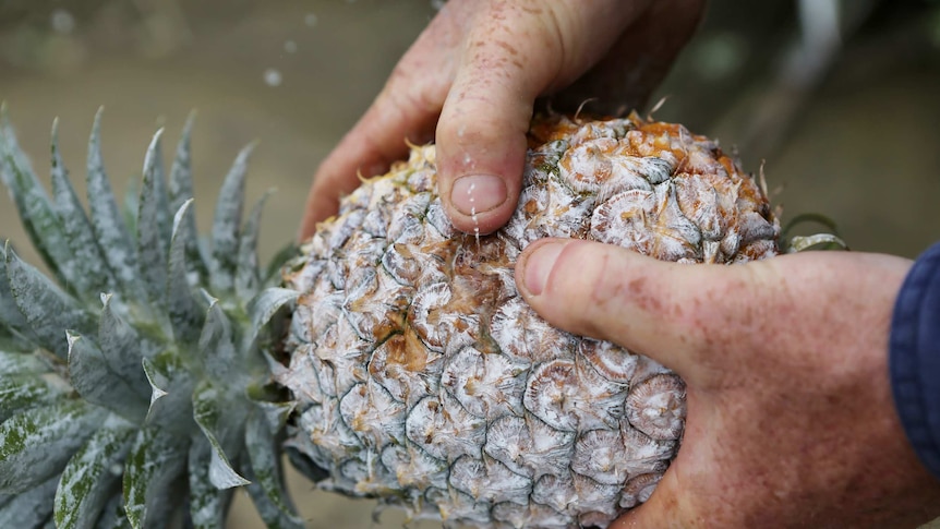 Farmer holds a damaged pineapple.
