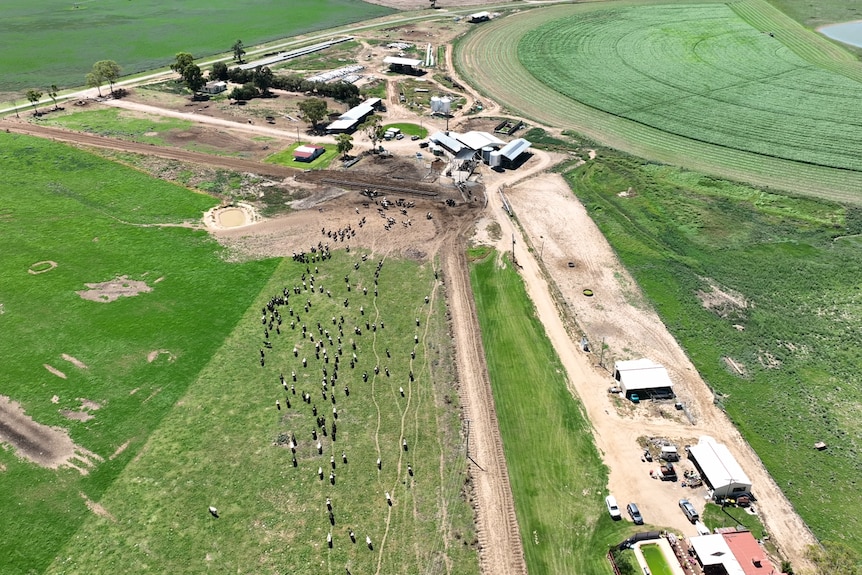 An aerial view of black and white cows walking over green grass to a shed.