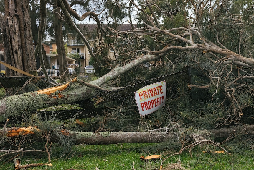 A fallen tree