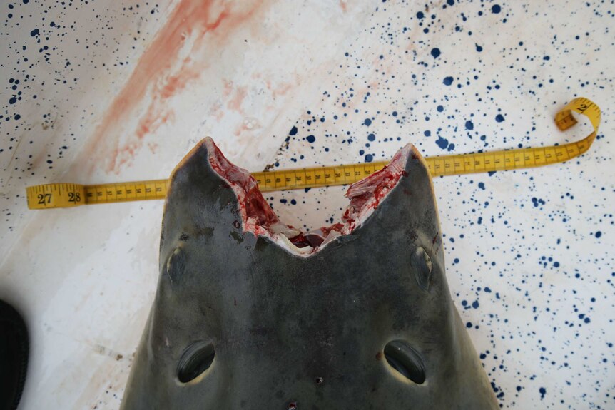 A sawfish with its saw cut off and bleeding.