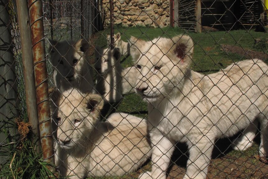 Caged cubs