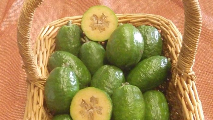 Feijoa a goer? Riverland grower is trying his luck