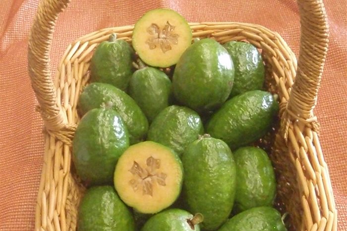 Feijoa a goer? Riverland grower is trying his luck