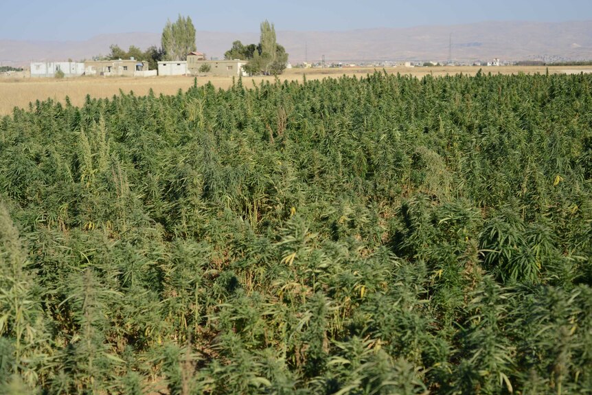 Field of cannabis in Bekka Valley