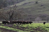 Blackmore Wagyu farm