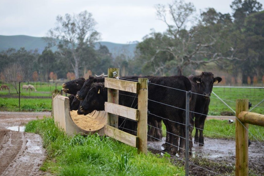 Cattle eating rations at David Blackmore's Alexandra farm VIC