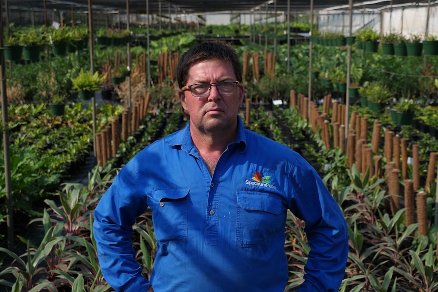 Gold Coast nursery owner stands in front of his plants