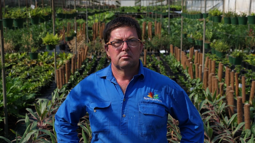 Gold Coast nursery owner stands in front of his plants