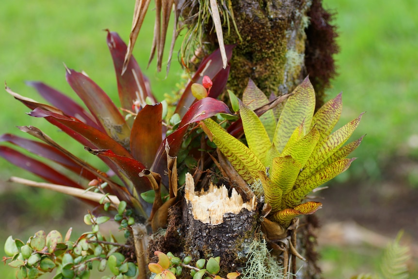 Bromeliads