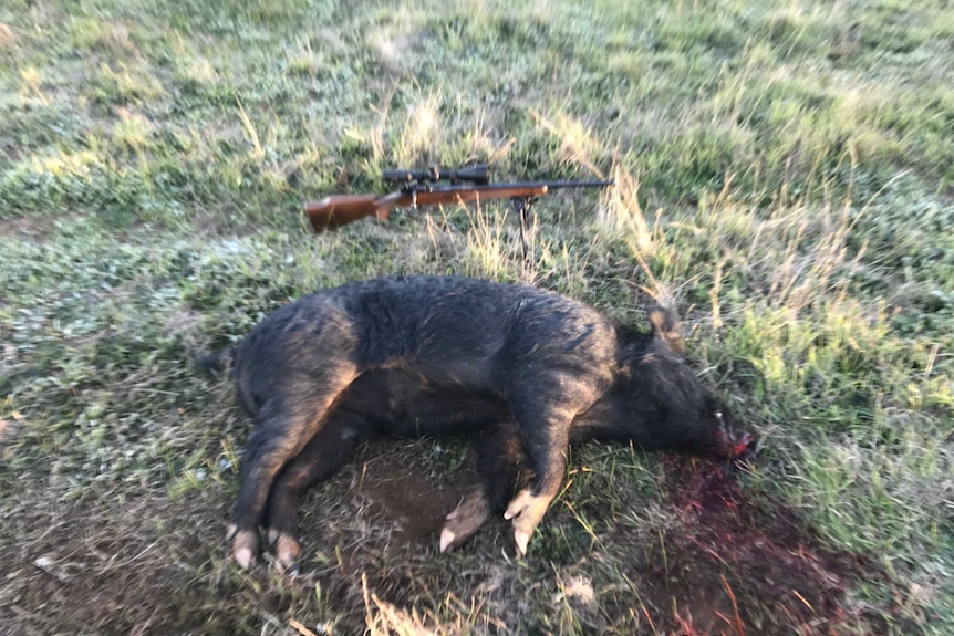 dead boar lying on grass