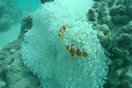 Clown fish take refuge in bleached coral.
