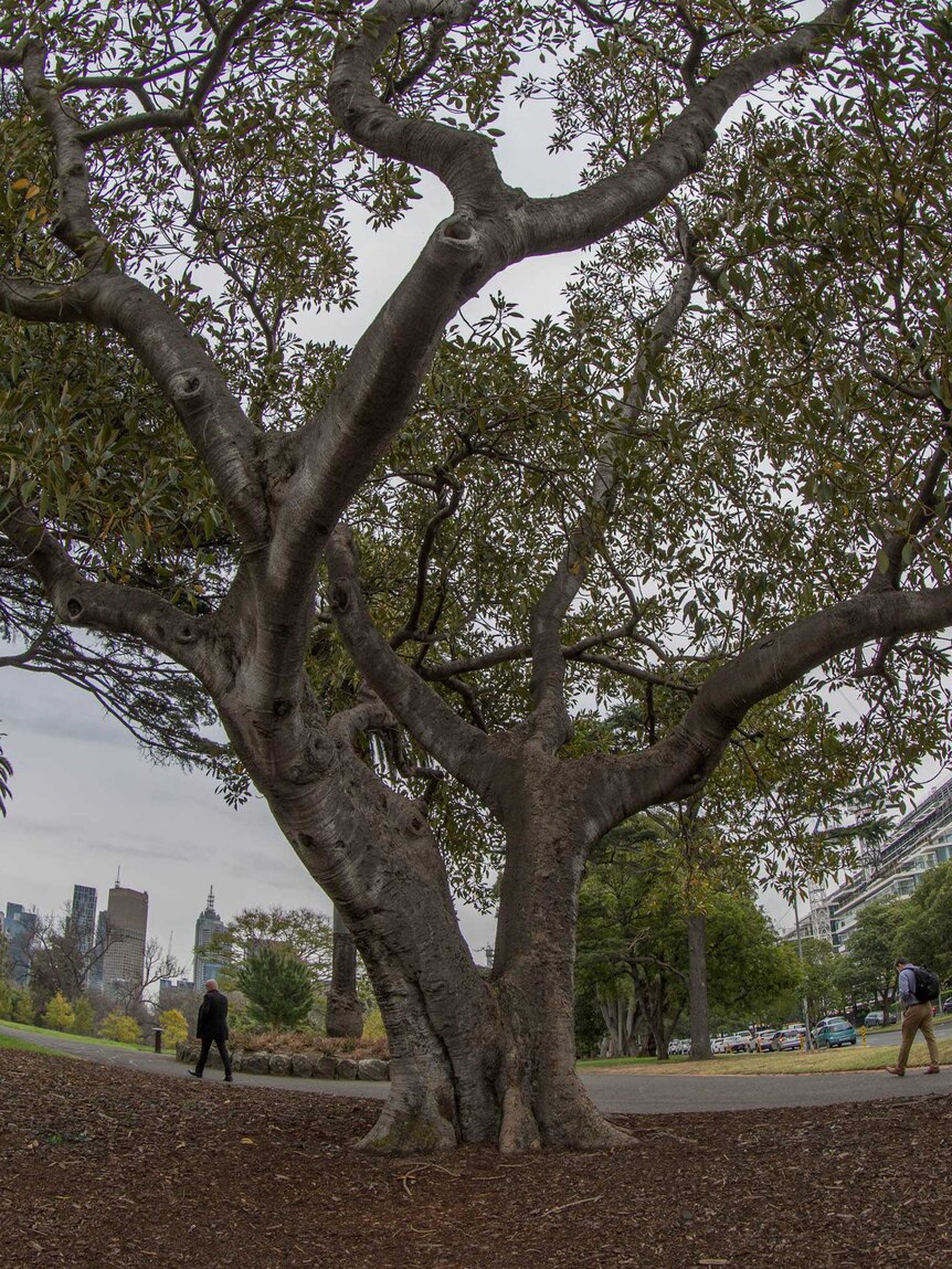 A large fig tree grows in Melbourne parkland.
