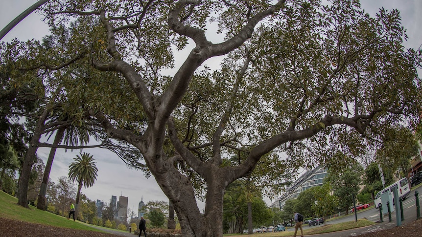 A large fig tree grows in Melbourne parkland.