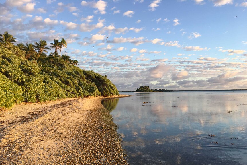 A picture of an isolated beach in Tahiti with seabirds darting in and out of trees along the shore